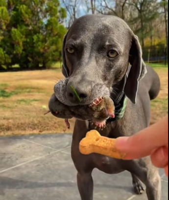 saw dog small animal in its mouth, so traded biscuit f…
