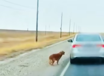 saw golden retriever being abandoned by its owner. It was so piti…