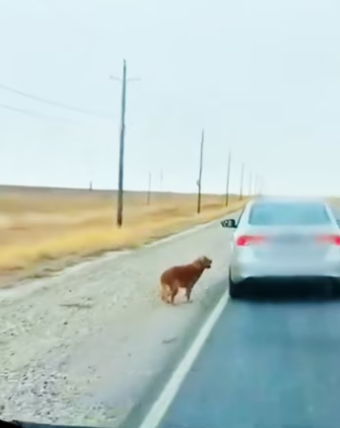 saw golden retriever being abandoned by its owner. It was so piti…