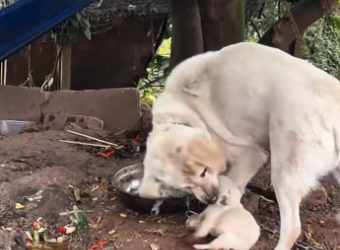 saw little puppy being bitten by its mother. little puppy was…