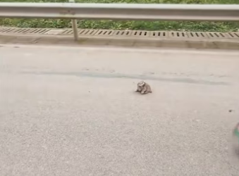 saw little stray dog running wildly on road. rushed to save…