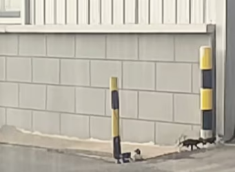 saw mother cat hiding rain litter of kittens, but…