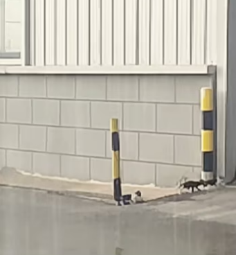 saw mother cat hiding rain litter of kittens, but…