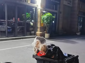 saw stray cat searching food in trash can. He extremely…