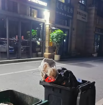 saw stray cat searching food in trash can. He extremely…