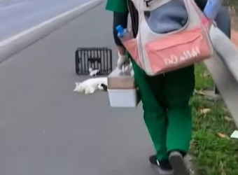 Rescue a cat family on the roadside��������#rescue #rescueanimals #an…