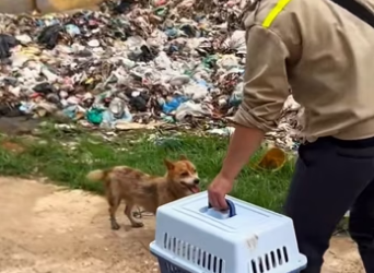 Rescue a dog ������❤️❤️❤️❤️❤️❤️❤️❤️#rescue #rescueanimals #rescuedog …