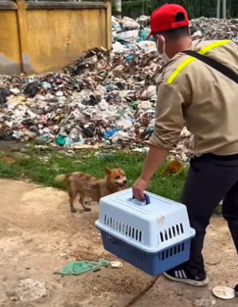 Rescue a dog ������❤️❤️❤️❤️❤️❤️❤️❤️#rescue #rescueanimals #rescuedog …