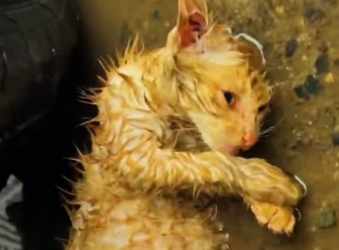 Rescue a dying kitten in the heavy rain ��������❤️❤️❤️❤️❤️❤️❤️❤️❤️#re…