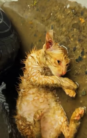 Rescue a dying kitten in the heavy rain ��������❤️❤️❤️❤️❤️❤️❤️❤️❤️#re…