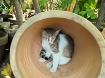 Rescue a family cat �����❤️❤️❤️❤️❤️❤️#rescue #rescuecat #rescueanimal…