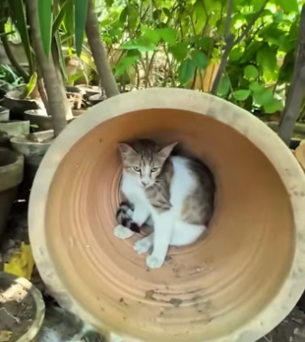 Rescue a family cat �����❤️❤️❤️❤️❤️❤️#rescue #rescuecat #rescueanimal…