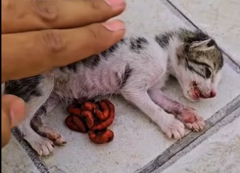 Rescue a family cat ������❤️❤️❤️❤️❤️❤️#rescue #rescueanimals #rescuec…