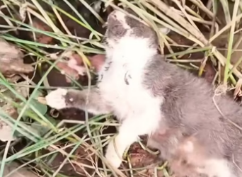 Rescue a family cat �������❤️❤️❤️❤️❤️❤️❤️❤️❤️#rescue #rescuecat #resc…