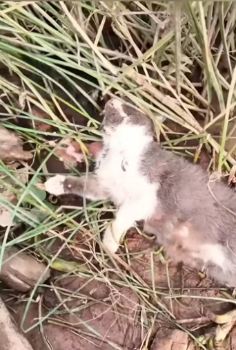 Rescue a family cat �������❤️❤️❤️❤️❤️❤️❤️❤️❤️#rescue #rescuecat #resc…