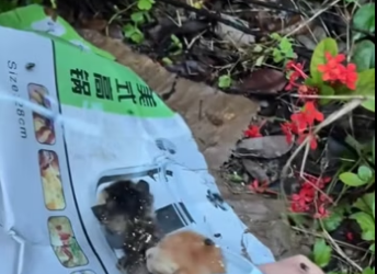 Rescue a kitten . #rescue #rescuecat #rescuekitten #rescueanimals #ca…