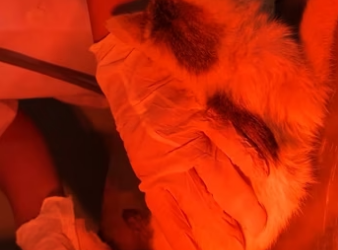 Rescue a kitten on road a rainy day❤️❤️❤️❤️❤️❤️#rescue #rescuekitten …