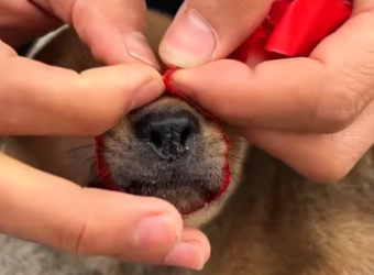 The man rescued a dog that was abandoned at a roadside dump ������❤️❤…