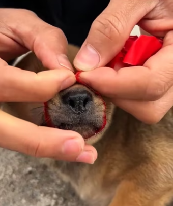 The man rescued a dog that was abandoned at a roadside dump ������❤️❤…