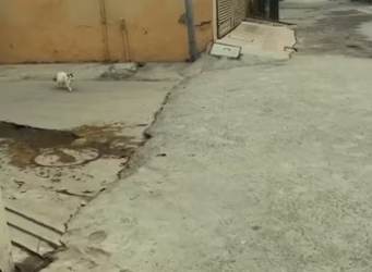 The mother cat needed help……. And fate brought her to the right perso…