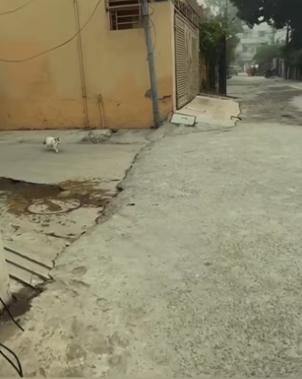 The mother cat needed help……. And fate brought her to the right perso…