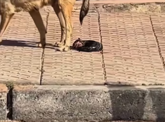 The newborn puppy had been cruelly abandoned by its mother. I took th…