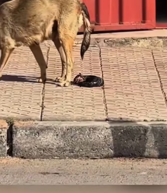 The newborn puppy had been cruelly abandoned by its mother. I took th…