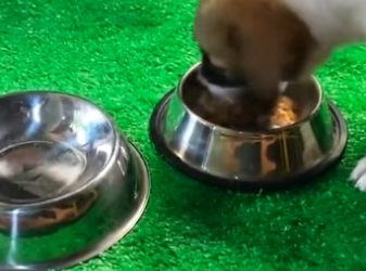 The police rescue a puppy and then….. #rescue #rescueanimals #animals…