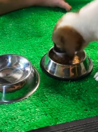 The police rescue a puppy and then….. #rescue #rescueanimals #animals…