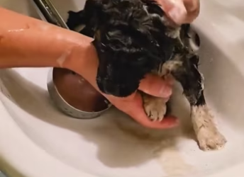 TikDown.com_TikTok_Media_001_b02ec74c8e82518ae4d5727499a47655