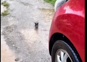 TikTok video #7443094389267795246