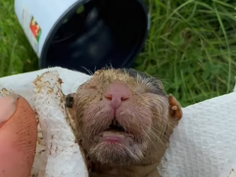 We found small creature in basement,and then #rescue #animals