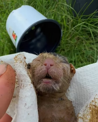 We found small creature in basement,and then #rescue #animals