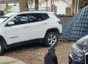 We spotted an extremely skinny, abandoned dog it walked away as s…