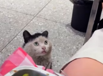 While was dining at restaurant, stray cat kept staring at me,an…