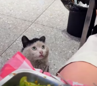 While was dining at restaurant, stray cat kept staring at me,an…