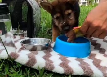 The abandoned dog keeps crying because no one cared about him, I adop…