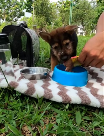 The abandoned dog keeps crying because no one cared about him, I adop…
