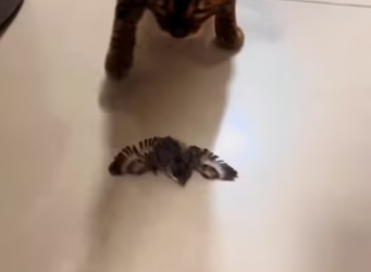 The cat brought home an orphaned bird and wanted me to take care of i…