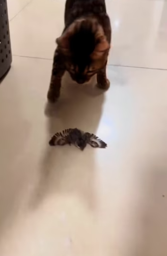 The cat brought home an orphaned bird and wanted me to take care of i…