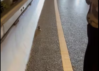 The girl rescue a cat on the highway . #rescue #rescueanimals #rescue…