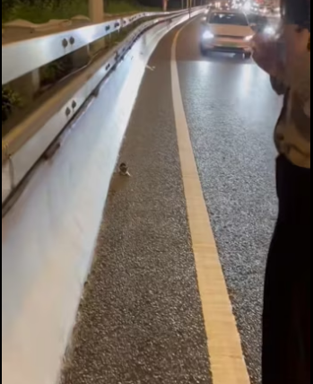 The girl rescue a cat on the highway . #rescue #rescueanimals #rescue…