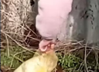 The girl rescue a puppy in sack and then….. #rescue #rescuedog #rescu…