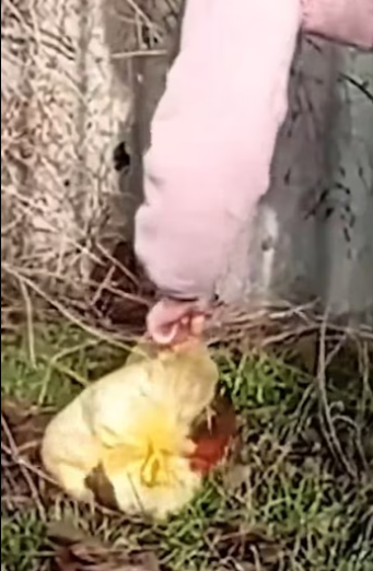 The girl rescue a puppy in sack and then….. #rescue #rescuedog #rescu…