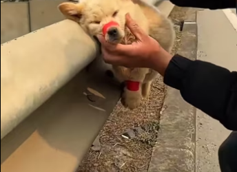 The man rescue a dog on the highway������❤️❤️❤️❤️�❤️❤️❤️❤️❤️#rescue #…