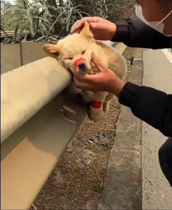 The man rescue a dog on the highway������❤️❤️❤️❤️�❤️❤️❤️❤️❤️#rescue #…