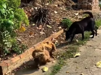 The man rescue a dog on the road and then…… #rescue #rescueanimals #a…