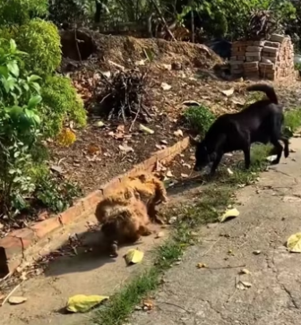 The man rescue a dog on the road and then…… #rescue #rescueanimals #a…