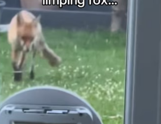 Check out my profile more information #animalsoftiktokpig #wh…