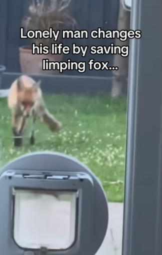 Check out my profile more information #animalsoftiktokpig #wh…